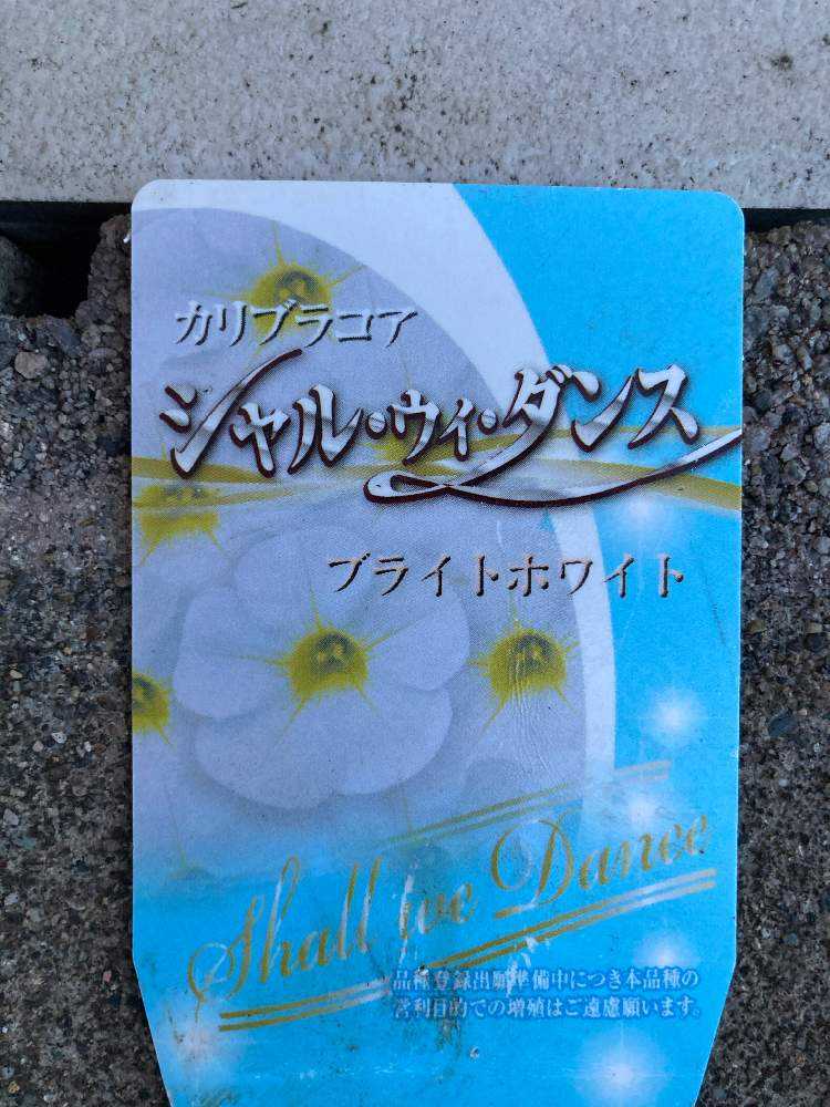雨に強いカリブラコア Greensnap グリーンスナップ