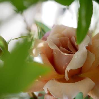 バラ ティラミスの画像 by しおんさん | 小さな庭と和バラとバラ ティラミスと開花とブッシュローズとS家の成長記録とS家の庭の植物と花壇と春の庭と地植えと自慢のバラ_2021