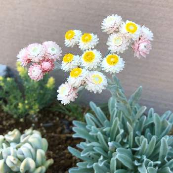 ヘリクリサム ムギワラギク 帝王貝細工 の投稿画像一覧 Greensnap グリーンスナップ