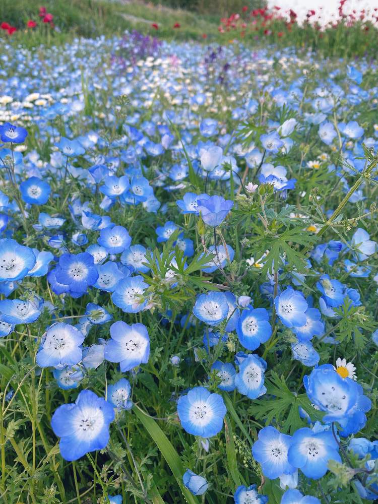 ネモフィラ インシグニスブルーの投稿画像 By レースフラワー38さん 里山ガーデニングコンテストと優しい花と青い花と優しい花に癒やされてとネモフィラ と ネモフィラとネモフィラの花と里山ガーデン 玉城とネモフィラ インシグニスブルー 21月5月4日