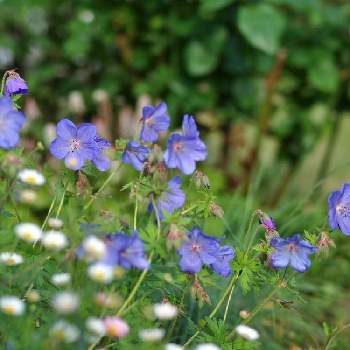 ゲラニウム ジョンソンズブルーの画像 by 伊豆野サクラさん | 小さな庭とゲラニウム ジョンソンズブルーと花のある暮らしと伊豆の庭と✨ゲラニウム