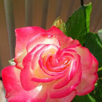 薔薇 ジュビレ・デュ・プリンス・ドゥ・モナコの画像 by BLANKAさん | テラスと薔薇と赤い花と花のある暮らしと鮮やかなと薔薇 ジュビレ・デュ・プリンス・ドゥ・モナコと自慢のバラ_2021