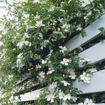 白モッコウバラの投稿画像一覧｜🍀GreenSnap（グリーンスナップ）