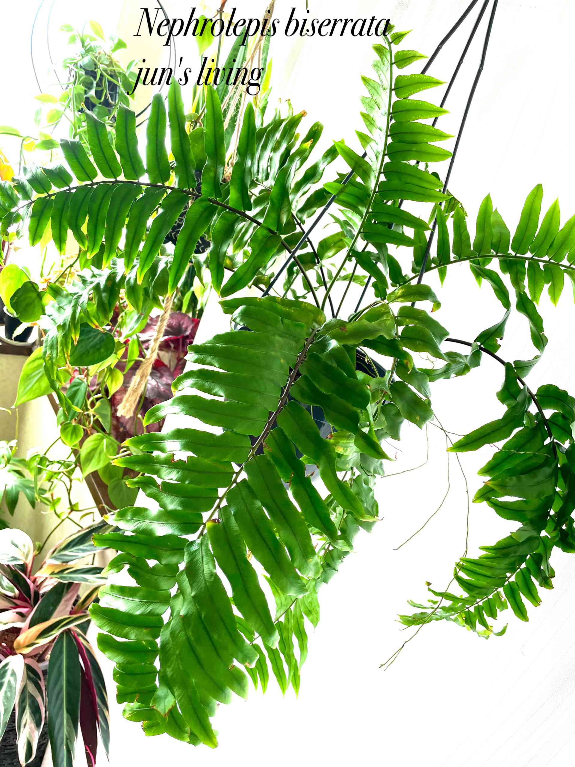 ホウビカンジュ　獅子葉 ホウビカンジュの一覧｜🍀GreenSnap（グリーンスナップ）