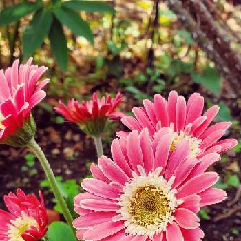 ガーベラ の投稿画像一覧 Greensnap グリーンスナップ