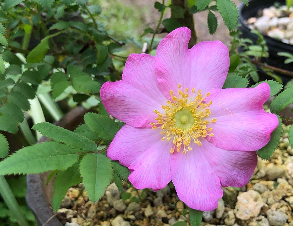 四季咲きサンショウバラの投稿画像 By おとみさんさん 一重のバラと原種バラとばら バラ 薔薇と小さな庭とサンショウバラ と一重のバラと原種バラとばら バラ 薔薇とサンショウバラ 21月5月4日 Greensnap グリーンスナップ Greensnap グリーンスナップ