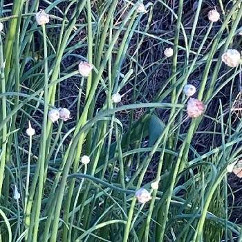 ネギ属の投稿画像一覧 Greensnap グリーンスナップ