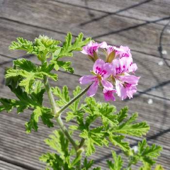 蚊連草 の投稿画像一覧 Greensnap グリーンスナップ