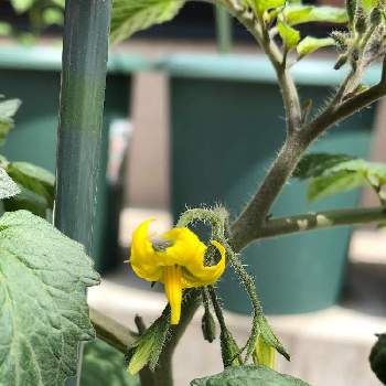 サントリー本気野菜 純あま ミニトマト の投稿画像一覧 Greensnap グリーンスナップ