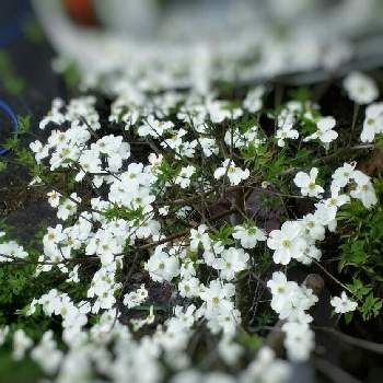 ハナミズキ(白)の画像 by petalolさん | 小さな庭とハナミズキ(白)と花のある暮らしと地植えの花