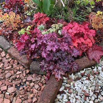 ヒューケラ ドルチェ Proven Winners Pw ガーデニング 園芸 花苗 低木 多肉植物 花 植物