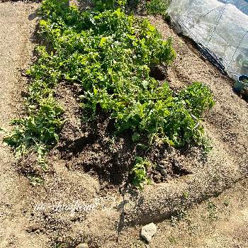 畑サイクルの画像 by na-chanさん | 畑とジャガイモ とうやとキャベツ 四季どれキャベツとここちいい時間とPRと畑サイクルとna-chanfarmと促成栽培とここちいい道具とna-chan farm