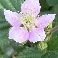 ブラックベリー,花壇,ガーデニング,山野草,果樹の画像