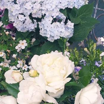 日向向きのお花の画像 by m_m77さん | 小さな庭とバラとマダムアルフレッドキャリエールとヤマアジサイ　倉木てまりとばら バラ 薔薇とシェードガーデンとラベンダー色とナチュラルガーデンとおうち園芸と日向向きのお花と小さな庭♡と小庭❤️と白いお花とピンクのお花と小さな幸せ♡と可愛いとばら❤と小さな小さな庭と花のある暮らしと白い花とばら 薔薇 バラとバラ・ミニバラと小さな幸せと多肉多肉多肉