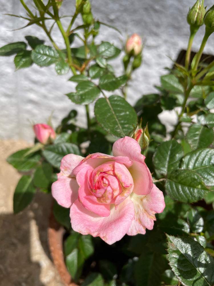 ミニバラ チュチュ オプティマの投稿画像 By ユーカリ さん チュチュオプティマ 21月5月4日 Greensnap グリーンスナップ