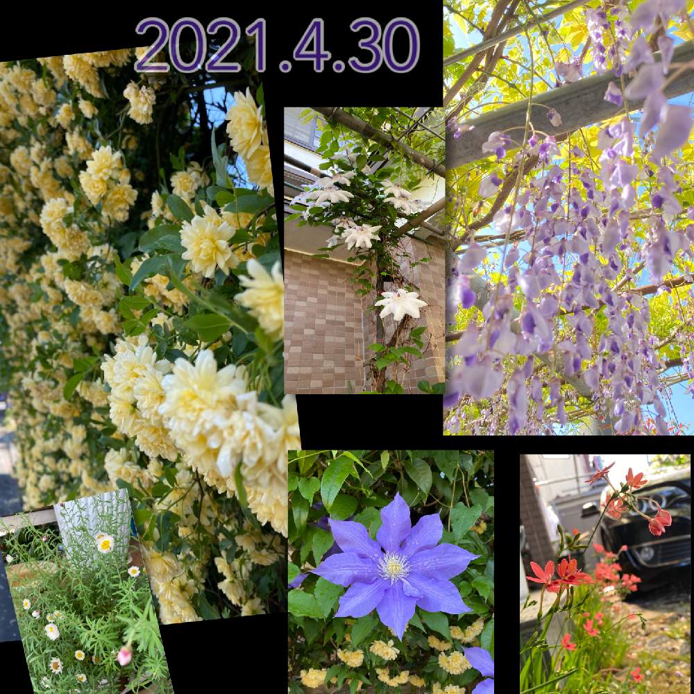 クレマチス 白の投稿画像 By Torawataさん 色がきれーい と黄色のモッコウバラ とお花大好き と実家の藤棚と花かんむりと21 丑年とクレマチス 紫と大好きなお花と壁一面モッコウバラと可愛いと癒し と綺麗な色 と ヒメオウギ と花のある暮らしとやっぱり花が