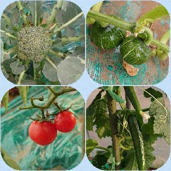 ミニカボチャの画像 by yukirinさん | 畑とキュウリとミニトマトとブロッコリーとミニカボチャ