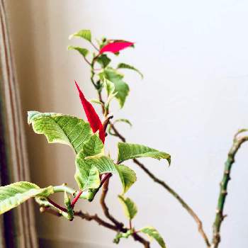 猩々木の投稿画像一覧 Greensnap グリーンスナップ