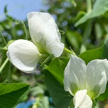 スナップエンドウの花の投稿画像一覧 Greensnap グリーンスナップ