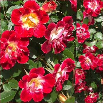 わくわくゴールデンウィークの画像 by サッチンさん | ばら バラ 薔薇と５月とウォーキング中とわくわくゴールデンウィークと赤い薔薇♡