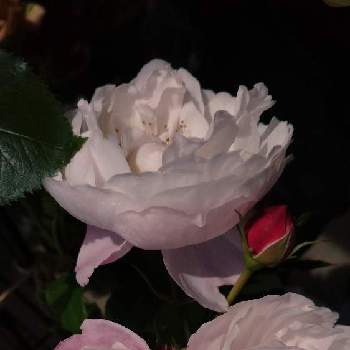 プリュムの画像 by 茜さん | バルコニー/ベランダとプリュムとばら バラ 薔薇とバラ 鉢植えとバラが好きとバラを楽しむとばらに魅せられて