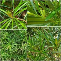 コウヤマキ 高野槙 の育て方 植え付け時期は 剪定や挿し木の方法は Greensnap グリーンスナップ コウヤマキ 高野槙 の育て方 植え付け時期は 剪定や挿し木の方法は Greensnap グリーンスナップ