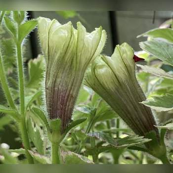 セリフラミンゴの投稿画像一覧 Greensnap グリーンスナップ