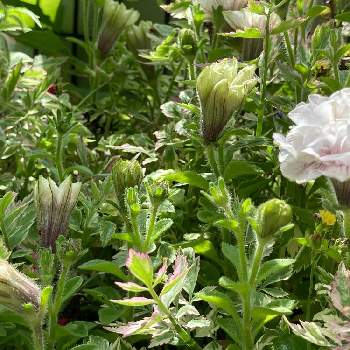 セリフラミンゴの投稿画像一覧 Greensnap グリーンスナップ