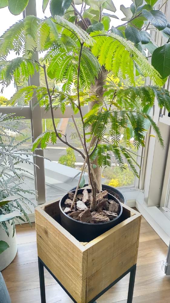 エバーフレッシュ植え替え Greensnap グリーンスナップ