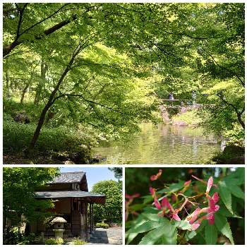 素敵な庭園の投稿画像一覧 Greensnap グリーンスナップ