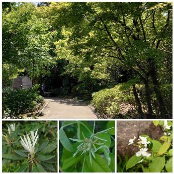 素敵な庭園の投稿画像一覧 Greensnap グリーンスナップ