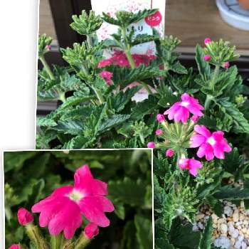 花手毬の画像 by グランマさん | 小さな庭と花手毬と今まで気づかなかったよ～。とおうち園芸と赤じゃなくてピンクの花
