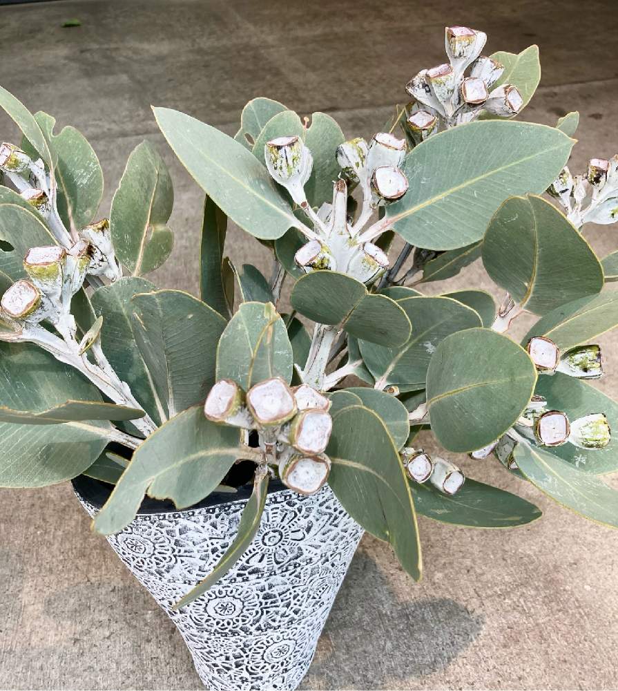 ユーカリテトラゴナの投稿画像 By アトリエkさん 花材とatelierkとアトリエケイと淀屋橋花屋と北浜花屋とアトリエkとバラ ミニバラとお花屋さんと切り花 21月5月4日 Greensnap グリーンスナップ