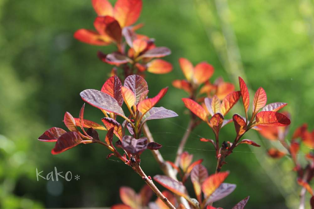 スモークツリーの投稿画像 By かこさん スモークツリー ロイヤルパープルと花と緑のある暮らしとスモークツリー と花木とマイガーデンと新しい葉とお家時間とガーデニングと葉っぱ好き 21月5月4日 Greensnap グリーンスナップ