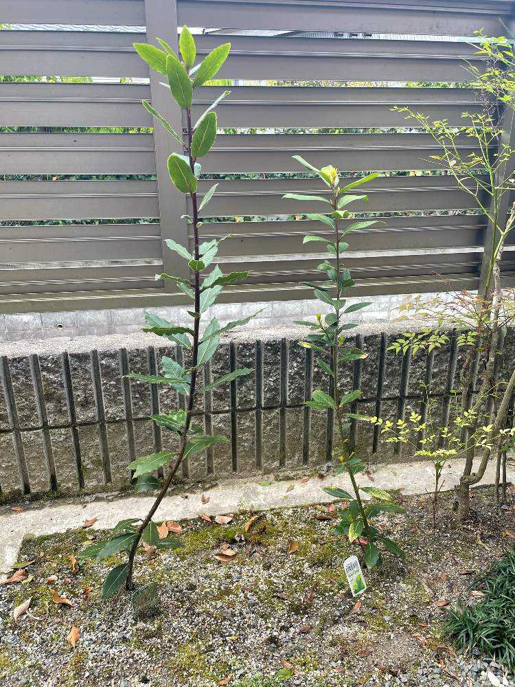 月桂樹2種 Greensnap グリーンスナップ