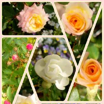 切り花からの挿し木の画像 by ゆみゅさん | 小さな庭とバラとミニバラと薔薇とビオラとミルキーウェイとローダンセマム エルフピンクとリトルウッズとアズーロコンパクトとバラ、薔薇、ばらと薔薇・バラ・ばらとバラのある暮らしとおうち園芸と切り花からの挿し木ときゅんと花のある暮らしと甘い香りと小さなお庭