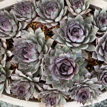 センペルビウム ブルーボーイの投稿画像一覧 Greensnap グリーンスナップ