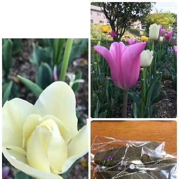 わくわくゴールデンウィークの画像 by はなさん | 小さな庭と可愛いお花と チューリップと可愛い〜♡と5月の花と花びらと太陽の光を浴びてと白い花とわくわくゴールデンウィーク