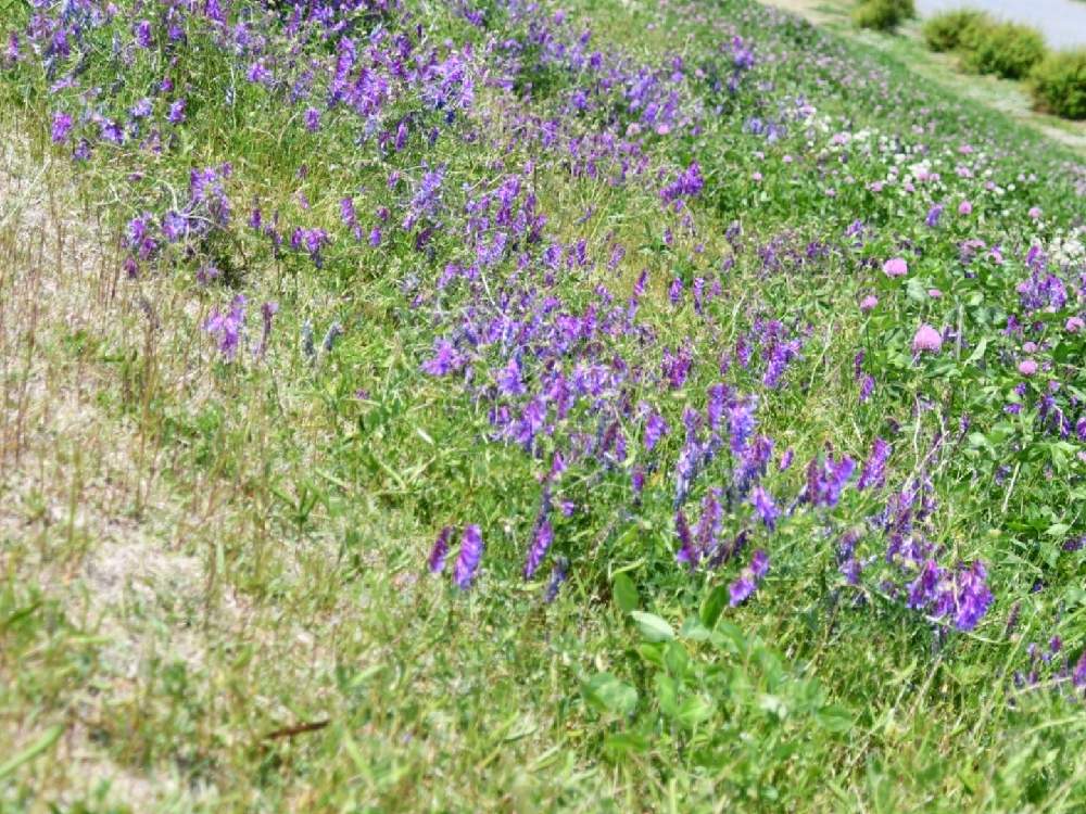 夏日の多摩川土手 Greensnap グリーンスナップ