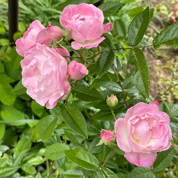 バラ ポリアンサローズの投稿画像一覧 Greensnap グリーンスナップ