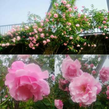 スパニッシュビューティの画像 by CCCRスキさん | スパニッシュビューティとばら バラ 薔薇とクライミングローズと癒し…と植中毒としあわせ♡と花のある暮らし