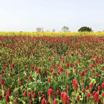 キャベツ畑の画像 by としべーさん | 畑とストロベリーキャンドルとキャベツと花のある暮らしとキャベツ畑とさんぽ道