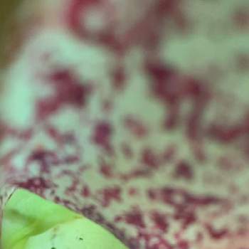 ネペンテス・ルイーザの画像 by 食虫植物と記念Suicaが好きさん | ネペンテス・ルイーザと食虫植物と食虫植物広め隊