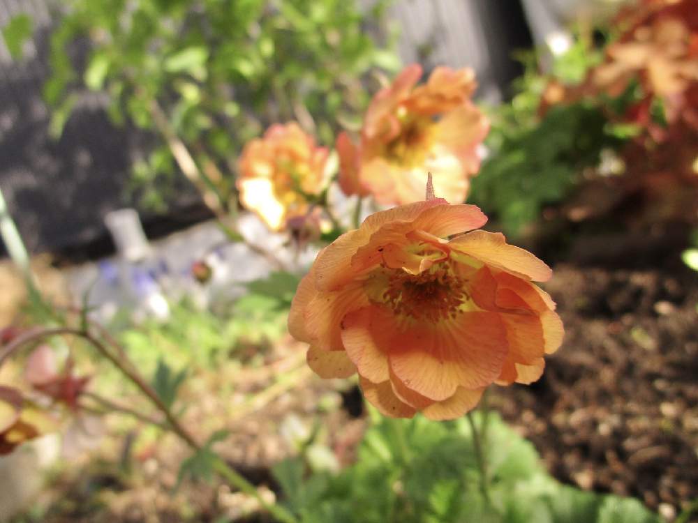 ゲウム マイタイの投稿画像 By Yokoさん 可憐な花と癒しと植中毒とナチュラルと風景と花のある暮らし 21月5月4日 Greensnap グリーンスナップ