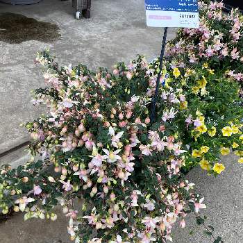 大きく育てるの画像 by タマラさん | 小さな庭とフクシアとエンジェルス・イヤリング と小さな苗からと緑のある暮らしとピンクと鉢植えと大きく育てると白系と花のある暮らし