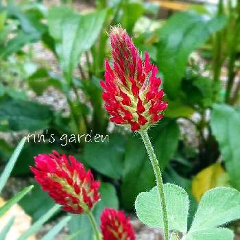 ストロベリートーチの投稿画像一覧 Greensnap グリーンスナップ