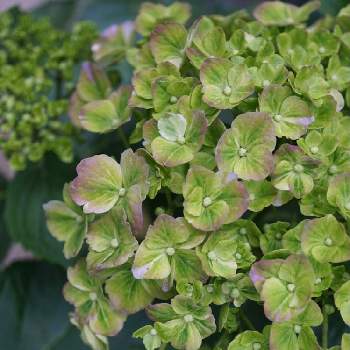 紫陽花 スプリンググリーンの投稿画像一覧 Greensnap グリーンスナップ 紫陽花 スプリンググリーンの投稿画像一覧 Greensnap グリーンスナップ