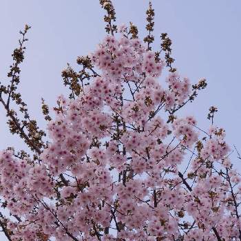 家でお花見の画像 by しゅうさん | 広い庭と北海道と家でお花見と春