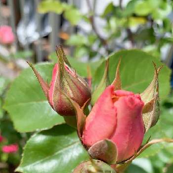 薔薇　ロココの画像 by YUMIさん | 広い庭とダフネとばら バラ 薔薇とバラ　ダフネと薔薇　ロココとバラのある暮らしと薔薇の蕾さんと今日の一枚と挿木とピンクと可愛い〜♡とナチュラルスタイルとガーデニングとバラが好きと花のある暮らしとローズガーデンとお花が咲いたとバラを楽しむと自慢のバラ_2021