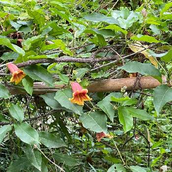 ツリガネカズラの投稿画像一覧 Greensnap グリーンスナップ